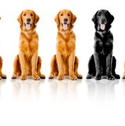 Beautiful dogs sitting down in a row - isolated over a white backgroun